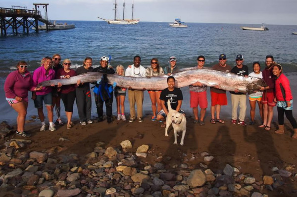 Descubren extraño pez gigante de más de 5 metros en EUA