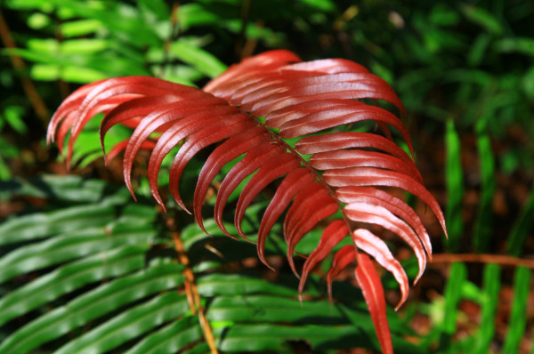 Explore el Cusuco, la joya natural que encuentra en El Merendón