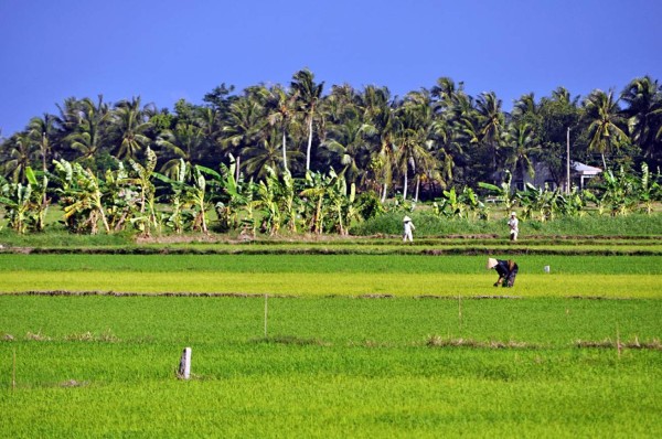 Mekong, un paraíso al natural en Vietnam