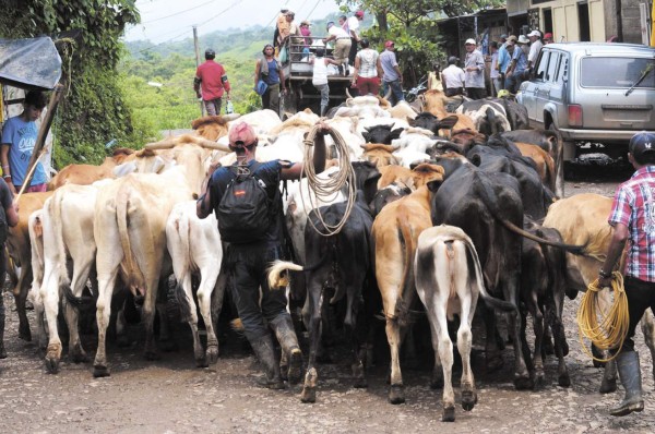 Ganaderos en alerta por supuesta adulteración de productos lácteos