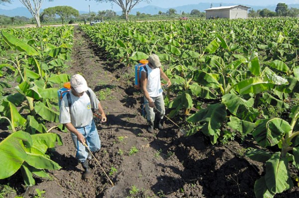 En auge cultivo de plátano de exportación