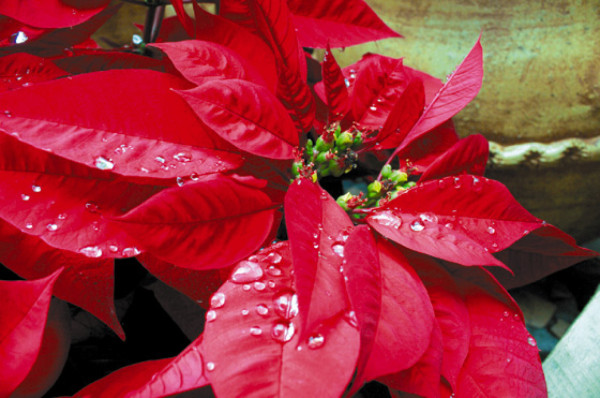 Las pascuas, estrellas de Navidad