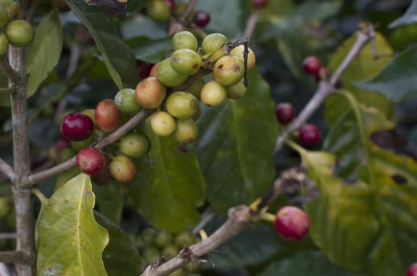 Honduras exporta 1,145 millones de dólares en nueve meses de ciclo cafetero