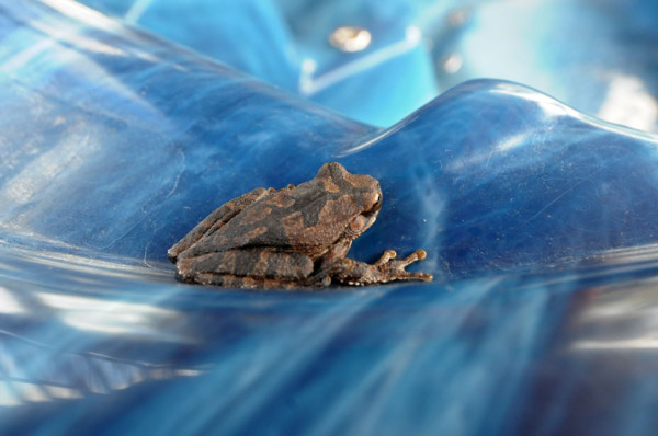 Honduras: Gastos de Joya Grande son de L1.2 millones mensuales