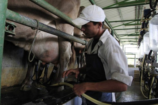 Producción de leche se redujo un 40% este año