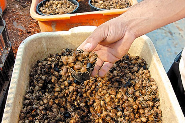 Mexicanos, los más favorecidos con TLC