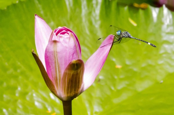 Lancetilla, joya vegetal de Honduras   