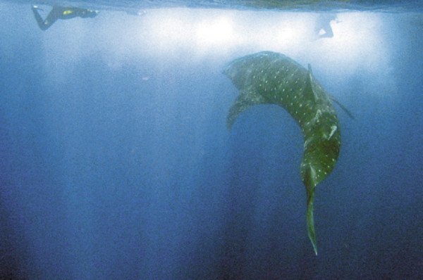 ¡Tiburón a la vista!