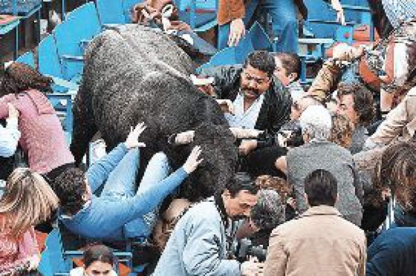 'Pajarito” voló y dejó siete heridos