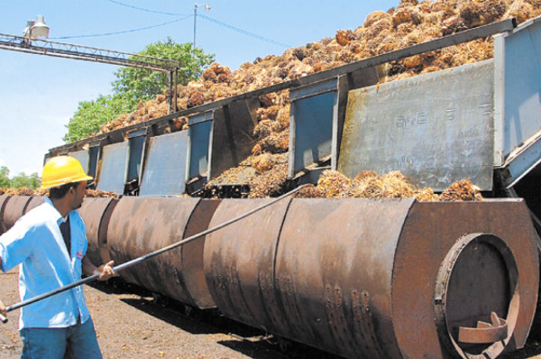 El bajo Aguán, oasis en medio de la crisis