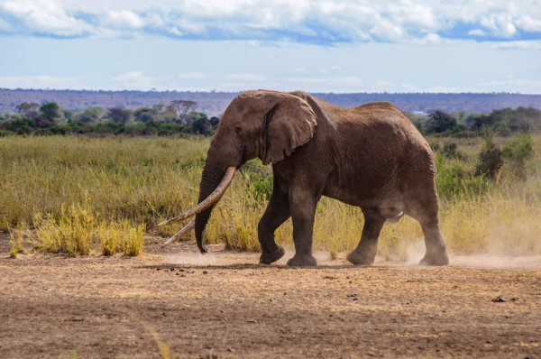 Muere Tim, uno de los últimos elefantes de grandes colmillos en África