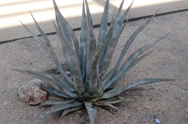 Descubrimiento de nueva especie de agave, arroja luz sobre los Hohokam