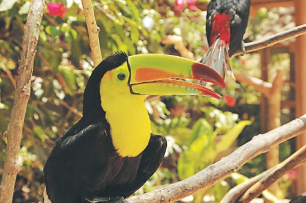 Honduras, un paraíso para los avituristas