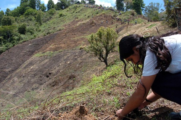 Plantarán unos 200,000 árboles en El Merendón
