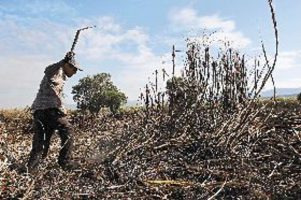 Azucareros firman convenio con WWF