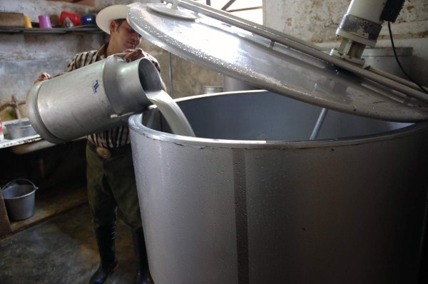 Fortalecerán ganadería de leche