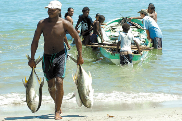 Masiva pesca de jureles en aldea de Corozal