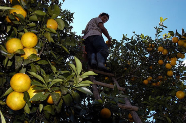 Plaga 'dragón amarillo' arribó a Honduras