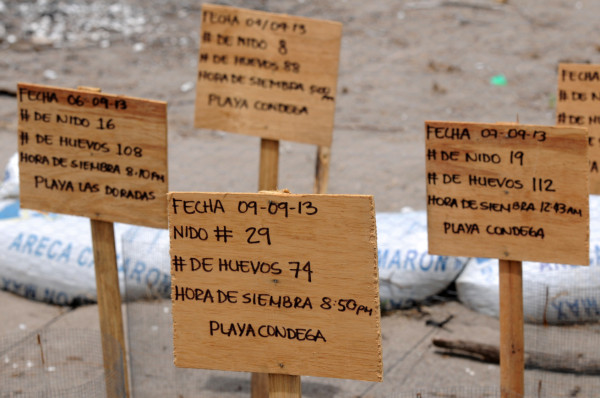 Investigan reaparición de tortuga carey en el golfo de Fonseca