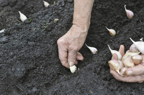 Senior woman planting garlic in the vegetable garden