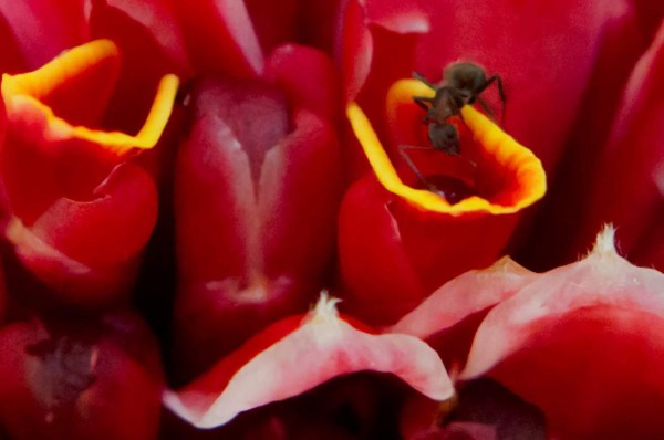 Lancetilla, joya vegetal de Honduras   