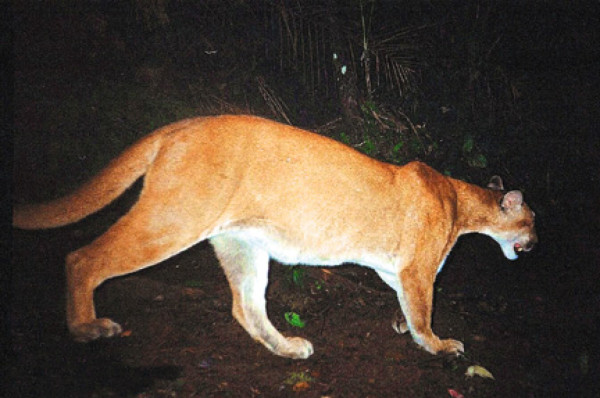 Panacam, ejemplo de protección al ambiente