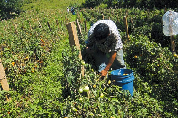 Investigan compra directa millonaria de fertilizantes
