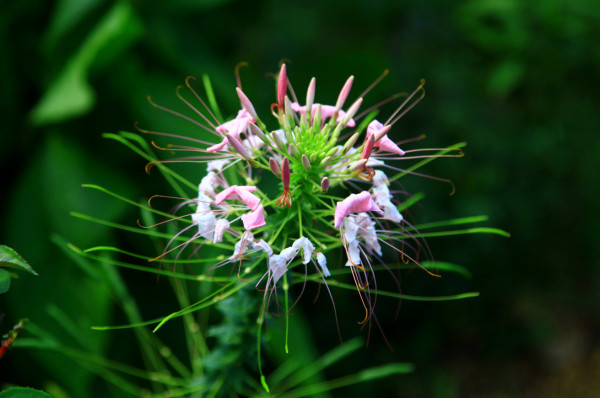 Explore el Cusuco, la joya natural que encuentra en El Merendón