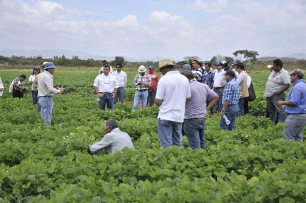 El investigador del frijol rojo biofortificado