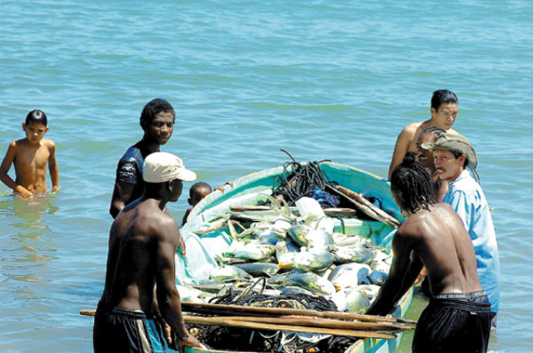 Masiva pesca de jureles en aldea de Corozal