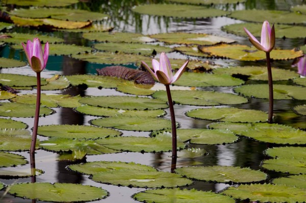 Lancetilla, joya vegetal de Honduras   