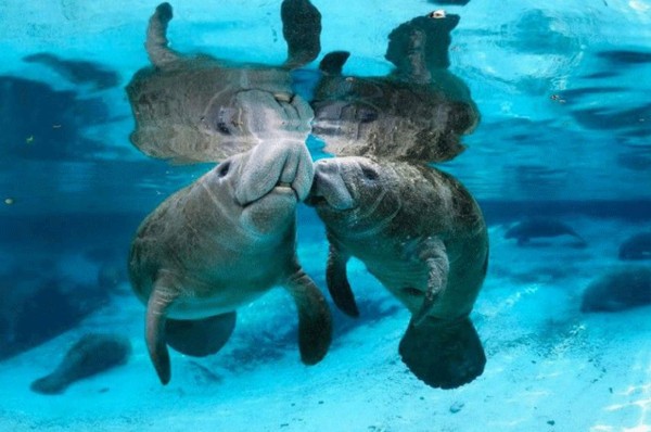 Retiran al manatí de la lista de especies en peligro