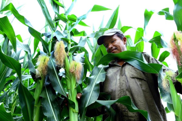 Menos palma y más maíz y frijoles, recomienda experto