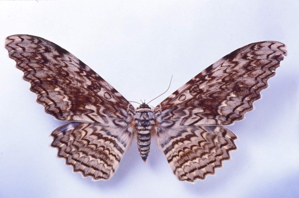 Honduras: Fotografías que nos llenan de orgullo