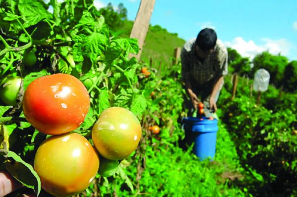 Baja producción, plagas y hongos afectan la agricultura