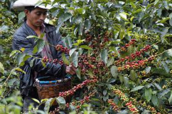 Más de $ 400 millones se esperan por café