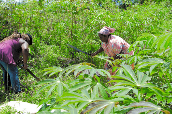 El casabe garífuna se vuelve gourmet