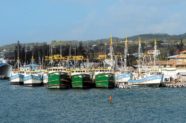 Preocupa baja exportación de camarón