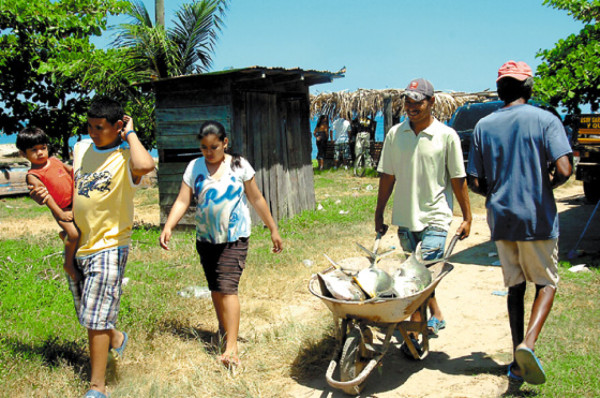 Masiva pesca de jureles en aldea de Corozal