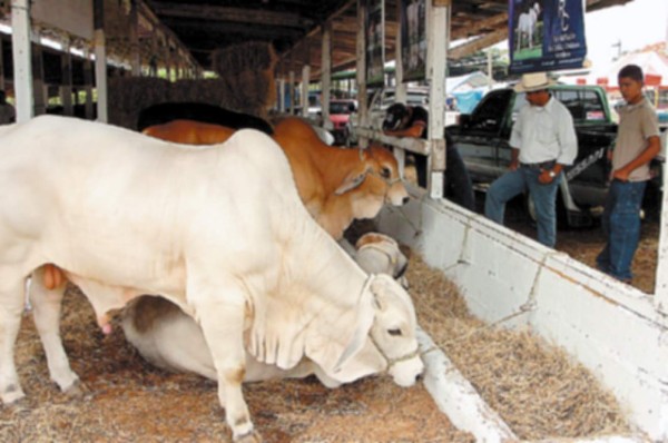 Inauguran feria ganadera en La Ceiba