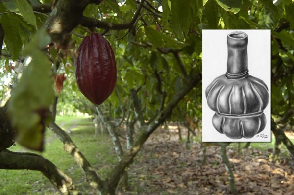 El chocolate es hondureño, estudios científicos los afirman