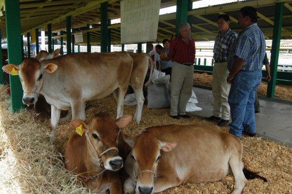 En 12% suben crías de ganado con repoblación