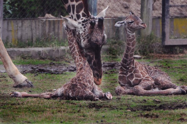 Nacen jirafas mellizas en Argentina