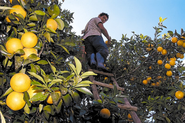 El bajo Aguán, oasis en medio de la crisis