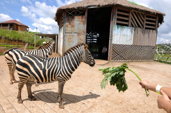 Honduras: Gastos de Joya Grande son de L1.2 millones mensuales