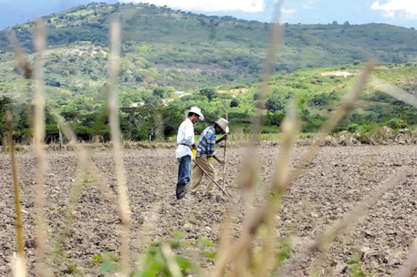 Sin entregar Bono Solidario cerca de cosecha