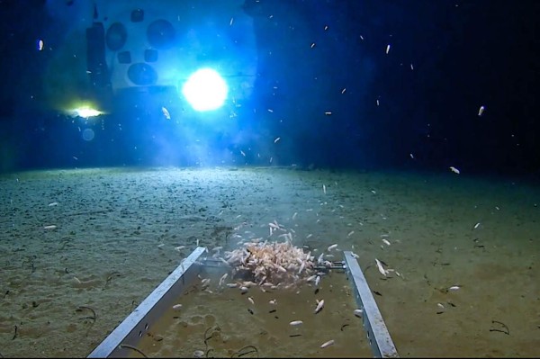 Descubren basura en el punto más profundo del océano Pacífico