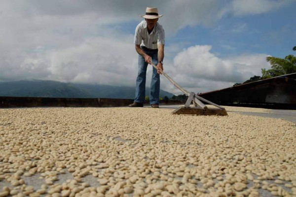 Impuestos y retenciones por quintal provocan contrabando de café