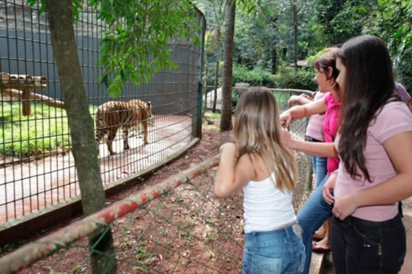 Video muestra como un tigre ataca a un niño de 11 años