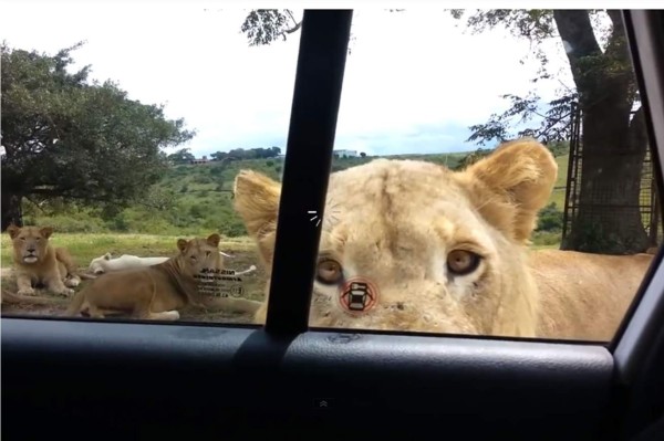 León abre puerta de carro.